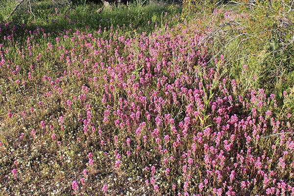 I found a few patches of Purple Owl's-Clover (Castilleja exserta) on the desert floor