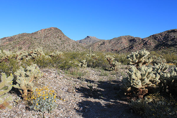 Approaching the SE Canyon I pass through a patch of Teddy-bear Cholla