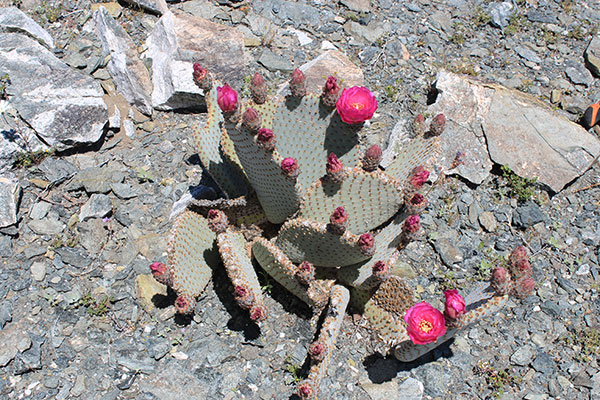 Beavertail Cactus (Opuntia basilaris) low on the SE Ridge