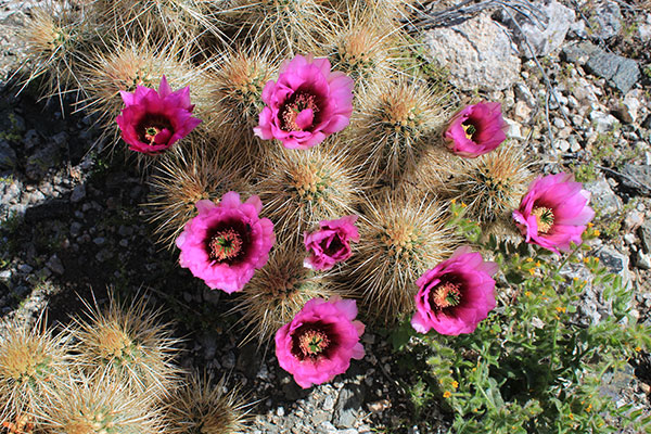 Engelmann's Hedgehog Cactus (Echinocereus engelmannii) on the upper SE Ridge