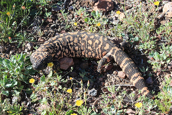 I looked down and saw this beautiful Gila Monster gaping at me. It calmly watched me as I photographed it.
