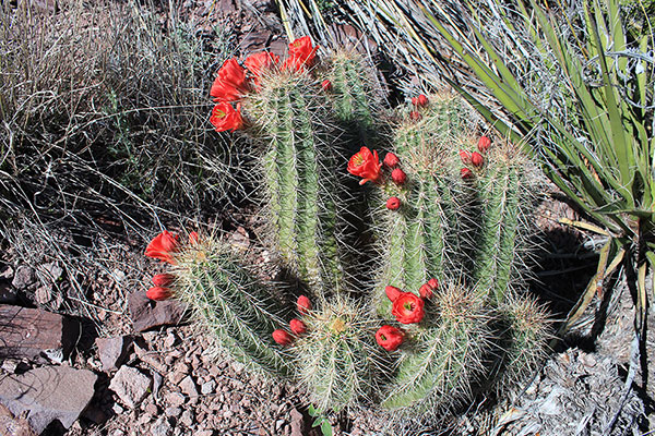 High on the north ridge I spotted this Arizona Hedgehog Cactus (Echinocereus arizonicus ssp. nigrihorridispinus)