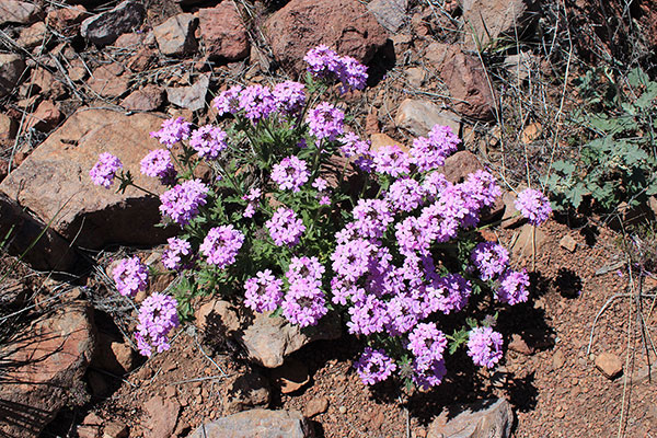 Possible Southwestern Mock Vervain (Glandularia gooddingii) on the traverse