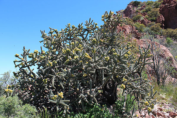 Cane Cholla (Cylindropuntia imbricata) below the ramp