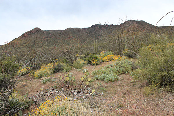 The South Comobabi Mountains from the desert slopes.