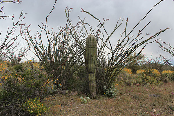 Ocotillo, saguaro, and prickly pear cacti with brittlebush