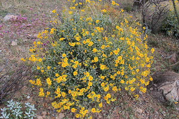 Brittlebush (Encelia farinosa)