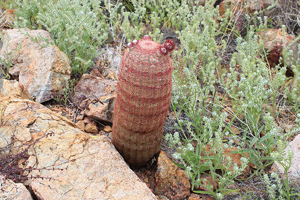 Rainbow Hedgehog Cactus (Echinocereus rigidissimus ssp. rigidissimus) on the southeast ridge