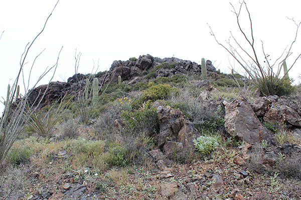 Once above the cliffs I see the summit near ahead