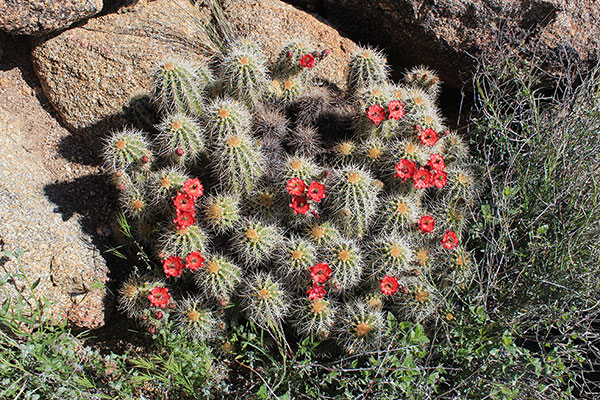 Yavapai Hedgehog Cactus (Echinocereus yavapaiensis) high on the east slopes