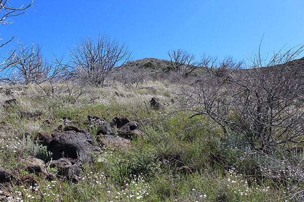 Looking up the west ridge through Catclaw Acacia (Senegalia greggii)