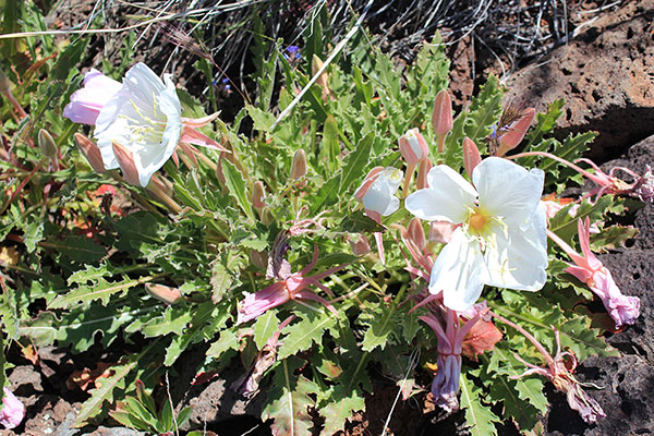 Tufted Evening Primrose (Oenothera cespitosa ssp. marginata) midway up the west ridge