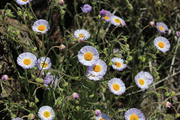 Nearby I also found patches of Spreading Fleabane (Erigeron divergens)
