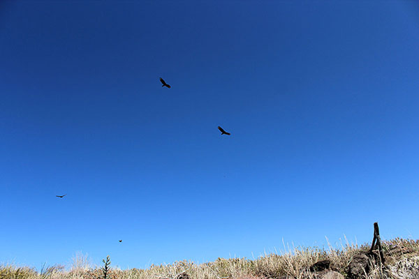 Four vultures circle above me as I leave the summit