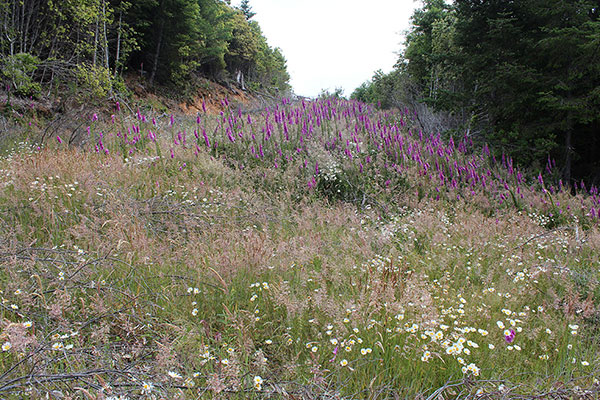 The grassy and eroded road continues up to a clearing and gradually improves