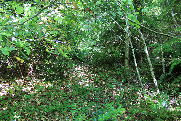 Brush and low trees slow our progress, but the flat surface is much easier to follow than the forest on either side