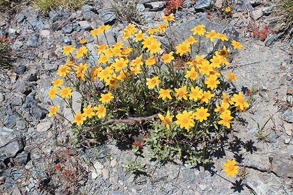 California Goldfields (Lasthenia californica) beside the road near a clearcut