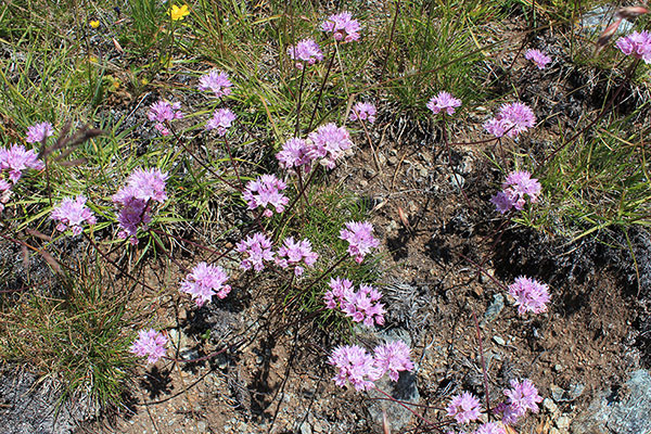 Sea Thrift (Armeria maritima) beside the road