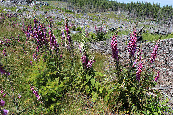 Purple Foxglove (Digitalis purpurea) below Edson Butte