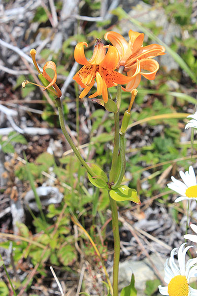 Columbia Lily (Lilium columbianum) on the Edson Butte summit