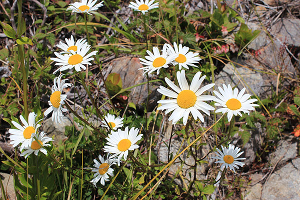 Oxeye Daisy (Leucanthemum vulgare) on the Edson Butte summit