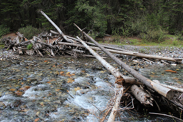 The improvised log bridge over Hurricane Creek