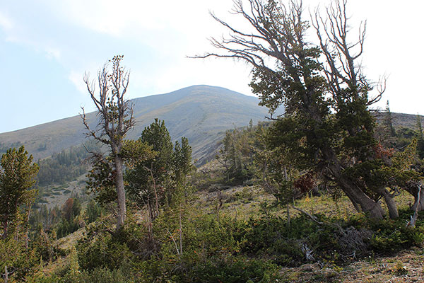 At about 7800 feet the slope opens up to show the upper northwest ridge leading to the false summit above