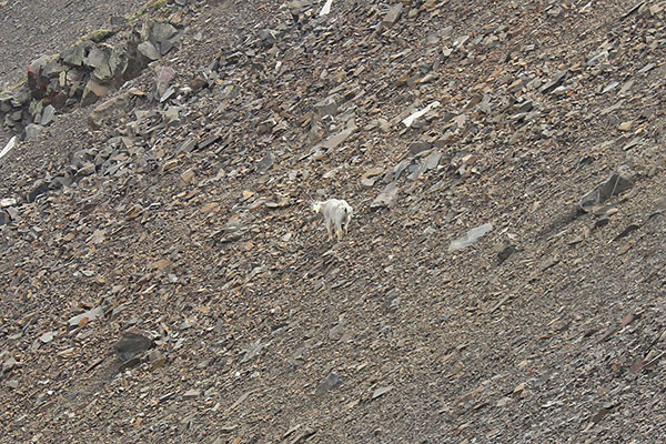 A mountain goat (Oreamnos americanus) pauses on talus slopes and looks back at me as I climb above to the right on the ridgeline