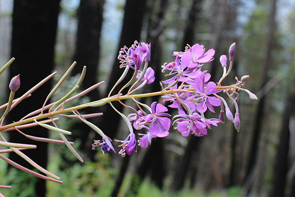 Fireweed (Chamaenerion angustifolium) blossoms beside the Thorp Creek Trail where there had been a wildfire