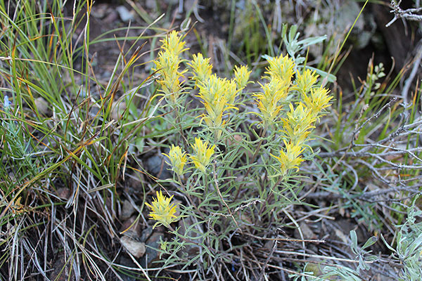 Castilleja flava var. rustica beside the Highland Trail. It is rare in Oregon.