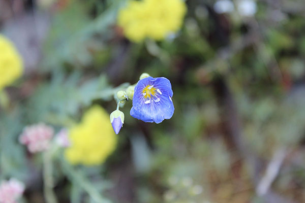 Lewis Flax (Linum lewisii), named after Meriwether Lewis of the Lewis and Clark Expedition.