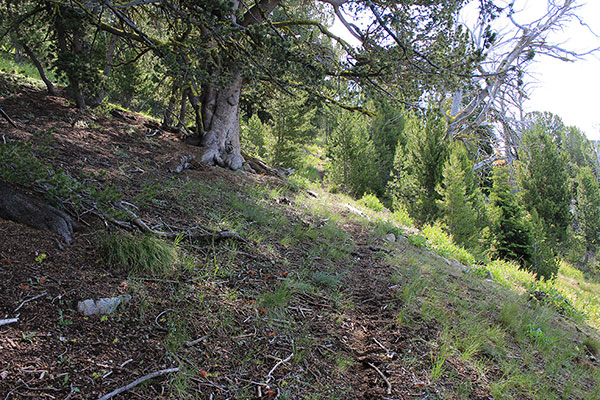 The Highland Trail becomes more faint as it approaches the saddle, but is still easy to follow