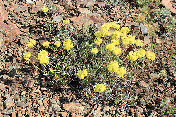 Rock Buckwheat (Eriogonum sphaerocephalum) on the saddle below the south ridge of Maxwell Benchmark