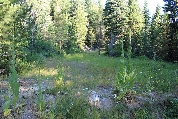 I parked at an abandoned road leading through forest up the east ridge