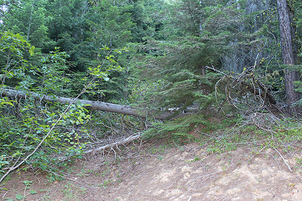 I leave the road and begin climbing up the east ridge through heavy forest