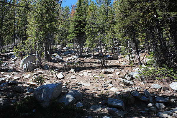 I climb through more open forest above 8000 feet towards Peak 8566