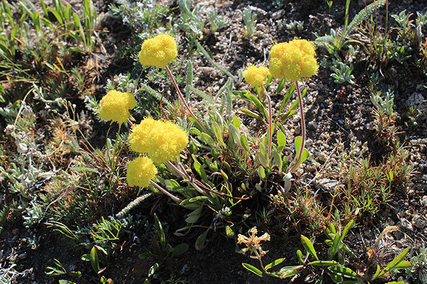 I think this is Rock Buckwheat (Eriogonum sphaerocephalum)