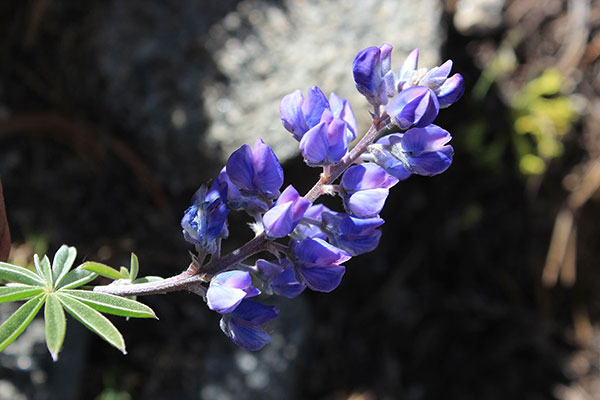 I think this is Tailcup Lupine (Lupinus caudatus ssp. caudatus), one of so many species of Lupine