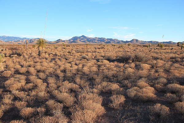 A morning view of Greasewood Mountain from the drive in from Willcox.