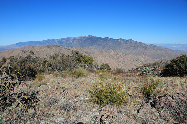 The Pinaleno Mountains rise to the north from the Greasewood Mountain summit