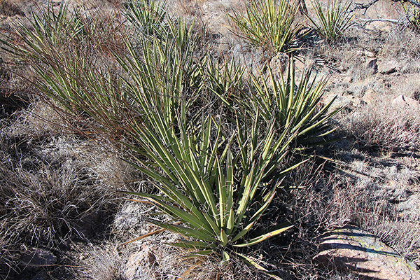 Yucca were some of the few green plants on the slopes; it has been a dry year since last winter