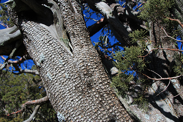 Alligator Juniper (Juniperus deppeana) at the saddle