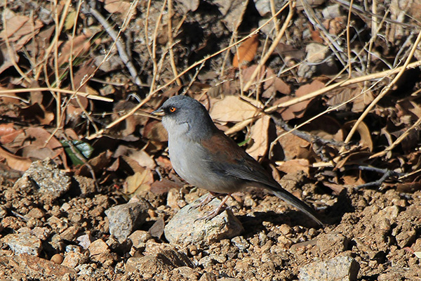 An Arizona Yellow-eyed Junco (Junco phaeonotus ssp. palliatus) beside the the FLWO road