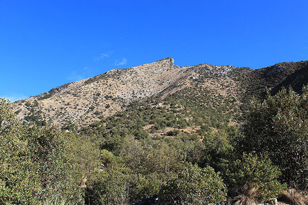 Peak 7259 from low in Ash Canyon. We climbed to the saddle right of center above.