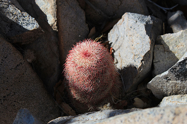 Rainbow Hedgehog Cactus (Echinocereus rigidissimus ssp. rigidissimus) on the connecting ridge