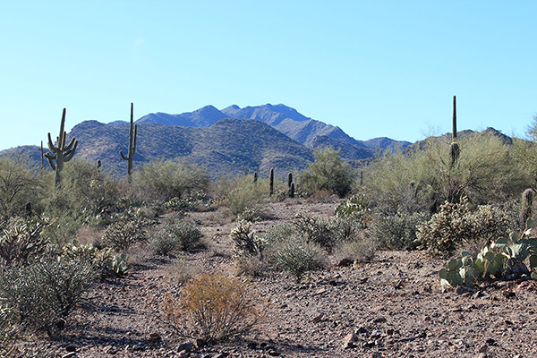 Our view of Prieta Peak from the road near the Desert Queen Mine