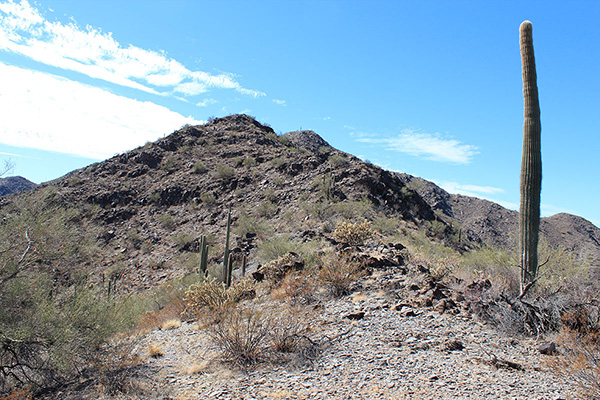 I thought the subpeak with the solitary saguaro above us might be close to the summit
