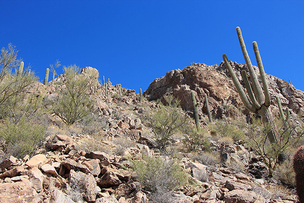 The trail climbs this south-facing talus slope to reach the ridge line on the left side above