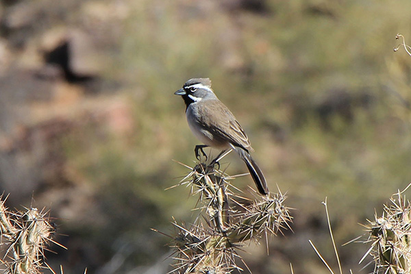 A Black-throated Sparrow (Amphispiza bilineata) landed on a cholla nearby as I descended the trail