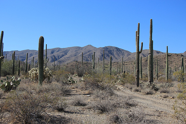 Maricopa Peak from the road shortly before reaching my parking spot